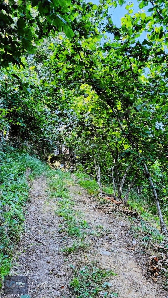 4,5 DÖNÜM FINDIK TARLASI - BARTIN MERKEZ fotoğraf 26