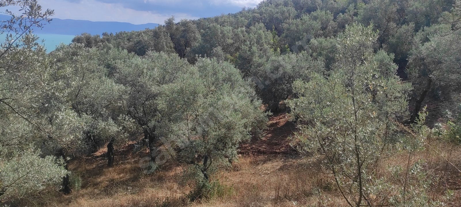 BURSA İZNİK MAHMUDİYE MAHALLESİ'NDE 774 M²  BAĞIMIZ SATILIKTIR - BURSA İZNİK fotoğraf 12