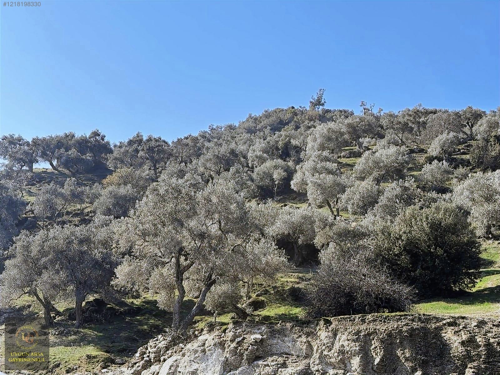 AYDIN KARPUZLU MERKEZ'DE 21.050 M2 ANA YOLA CEPHE ZEYTİNLİK - AYDIN KARPUZLU fotoğraf 22