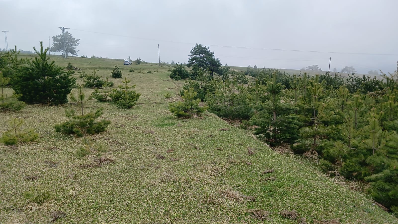 SİNOP DİKMEN ÇUKURCAALAN KÖYÜNDE 2.915M² TARLA SATILIK - SİNOP DİKMEN fotoğraf 27