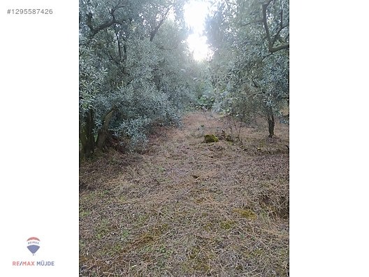 BURSA ORHANGAZİ NARLICA MAH. 2.187 M2 SATILIK ZEYTİNLİK - BURSA ORHANGAZİ fotoğraf 3