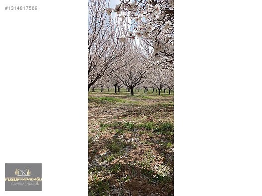 YUSUF KARADAĞLI'DAN KULUNCAK TOHMA KENAR 31 DÖNÜM SATILIK BAHÇE - MALATYA KULUNCAK fotoğraf 7