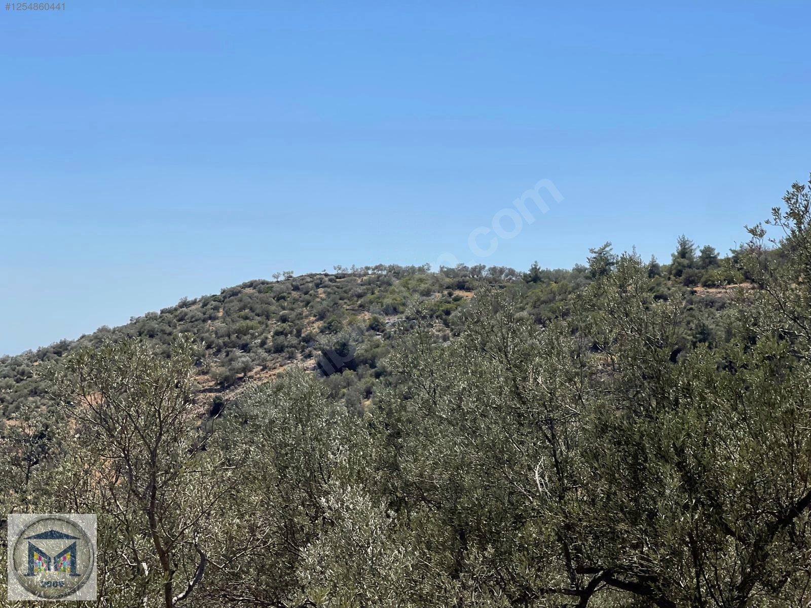 EDREMİT HEKİMZADE MAH İMARA YAKIN 3.500 M2 SATILIK ZEYTİNLİK - BALIKESİR EDREMİT fotoğraf 12