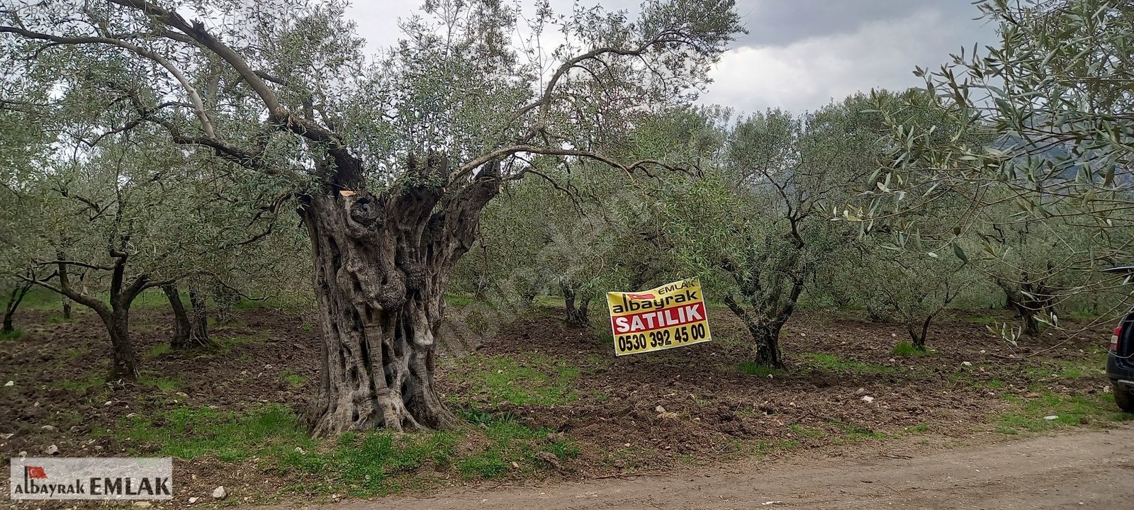 AKHİSAR SAKARKAYA DA ŞOK FİYAT SATILIK 3.850 M2 ZEYTİNLİK - MANİSA AKHİSAR fotoğraf 12