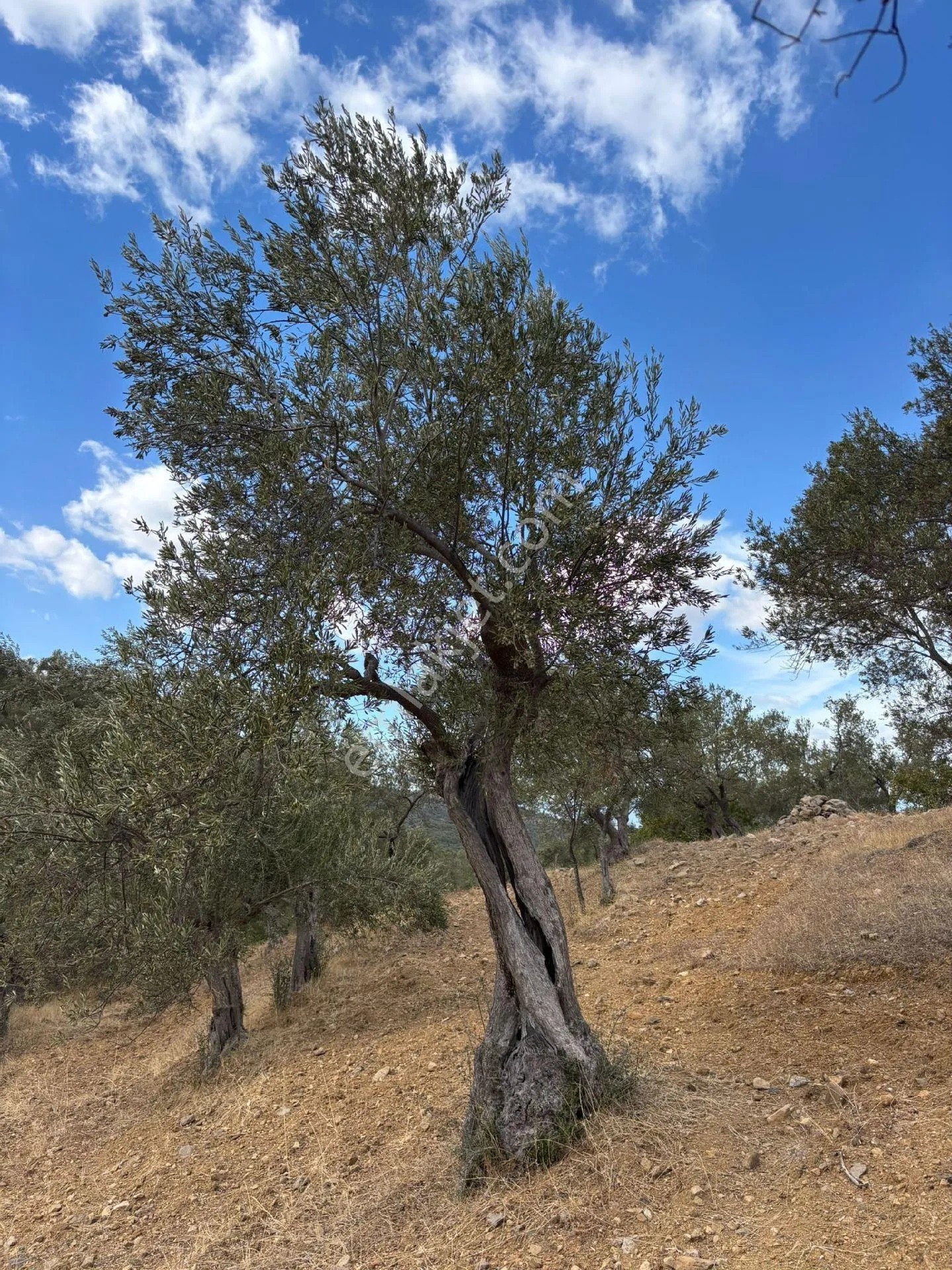 Balıkesir Burhaniye Bahadırlı'da Satılık Zeytinlik - BALIKESİR BURHANİYE fotoğraf 5