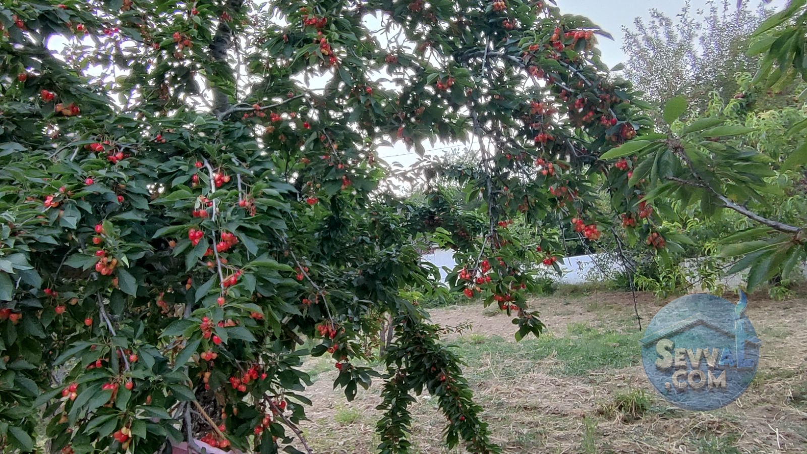 KÜTAHYA ŞAPHANE SUBAŞI'NDA SATILIK 2249m² BAHÇE - Kütahya Şaphane fotoğraf 20