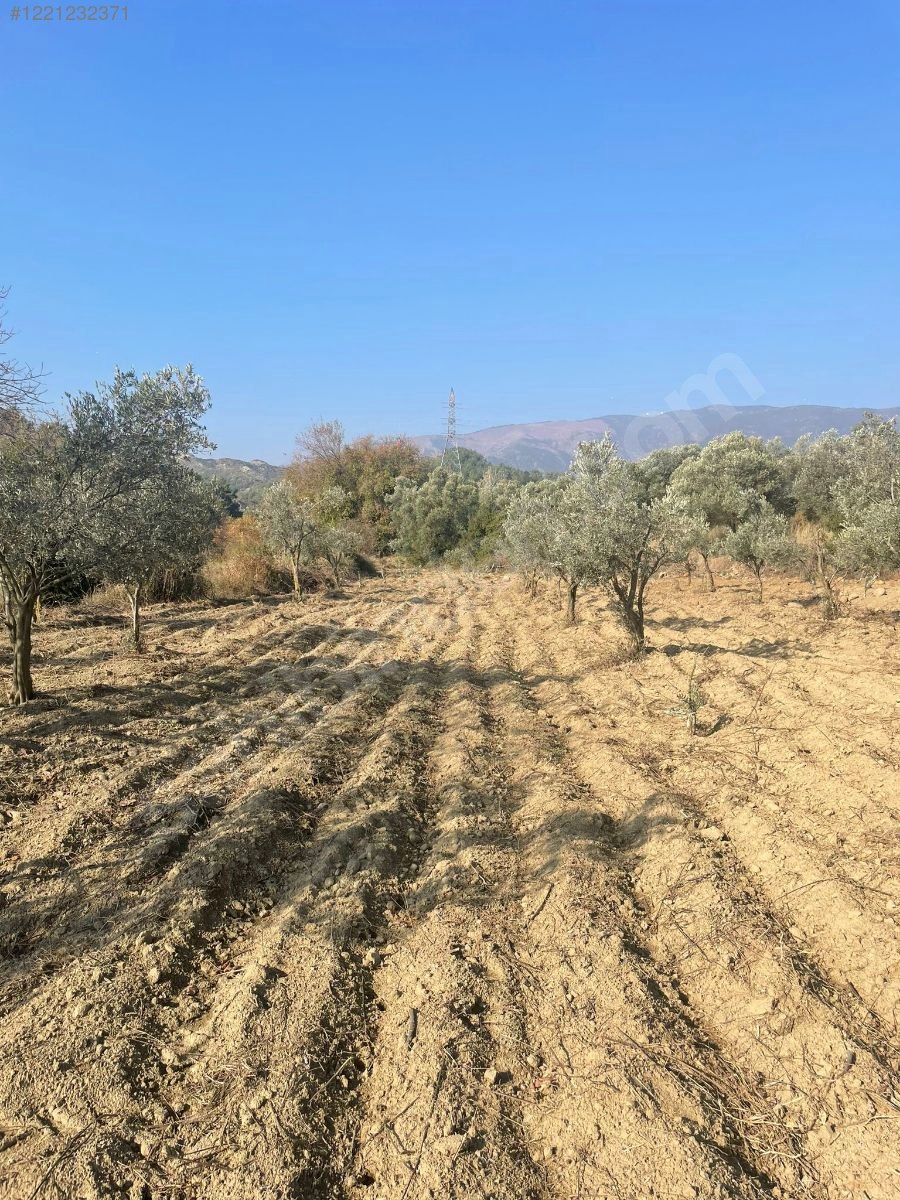 Kisecik Merkezde, Arkasında,Solunda Evler Olan Bahçe Satılık  1.782 m²  - HATAY ANTAKYA fotoğraf 8