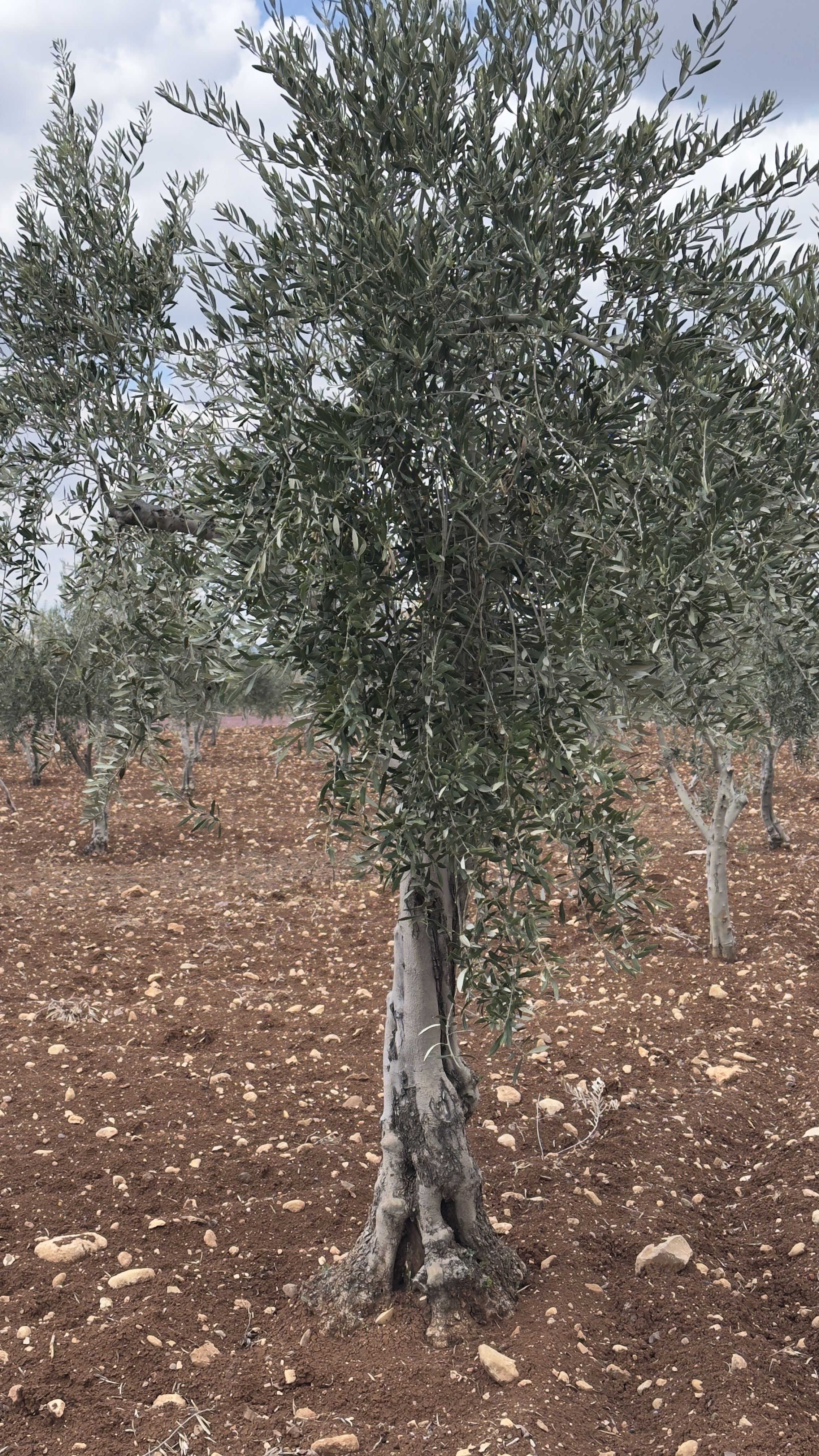 ÖZGÜRoğluEMLAK,tan SATILIK ZEYTİNLİK  - KİLİS MERKEZ fotoğraf 9