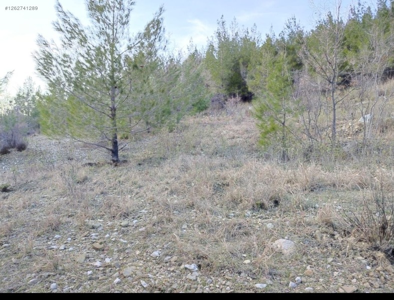 ANTALYA GÜNDOĞMUŞ ORTAKÖY   KÖYÜNDE 1.790  M² TARLA  SATILIKTIR - ANTALYA GÜNDOĞMUŞ fotoğraf 7