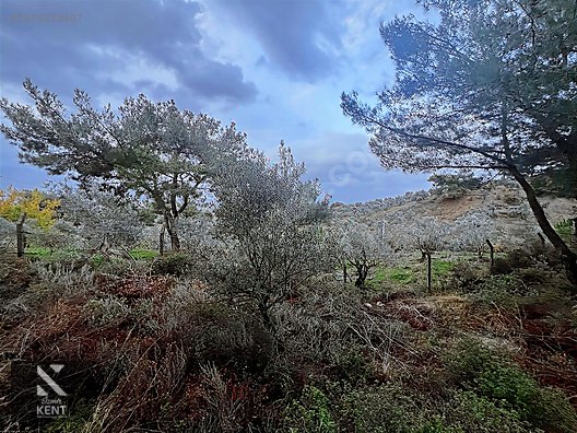 Kemalpaşa Armutlu Hürriyet Mah. Satılık 1.950 m2 Bahçe - İZMİR KEMALPAŞA fotoğraf 5