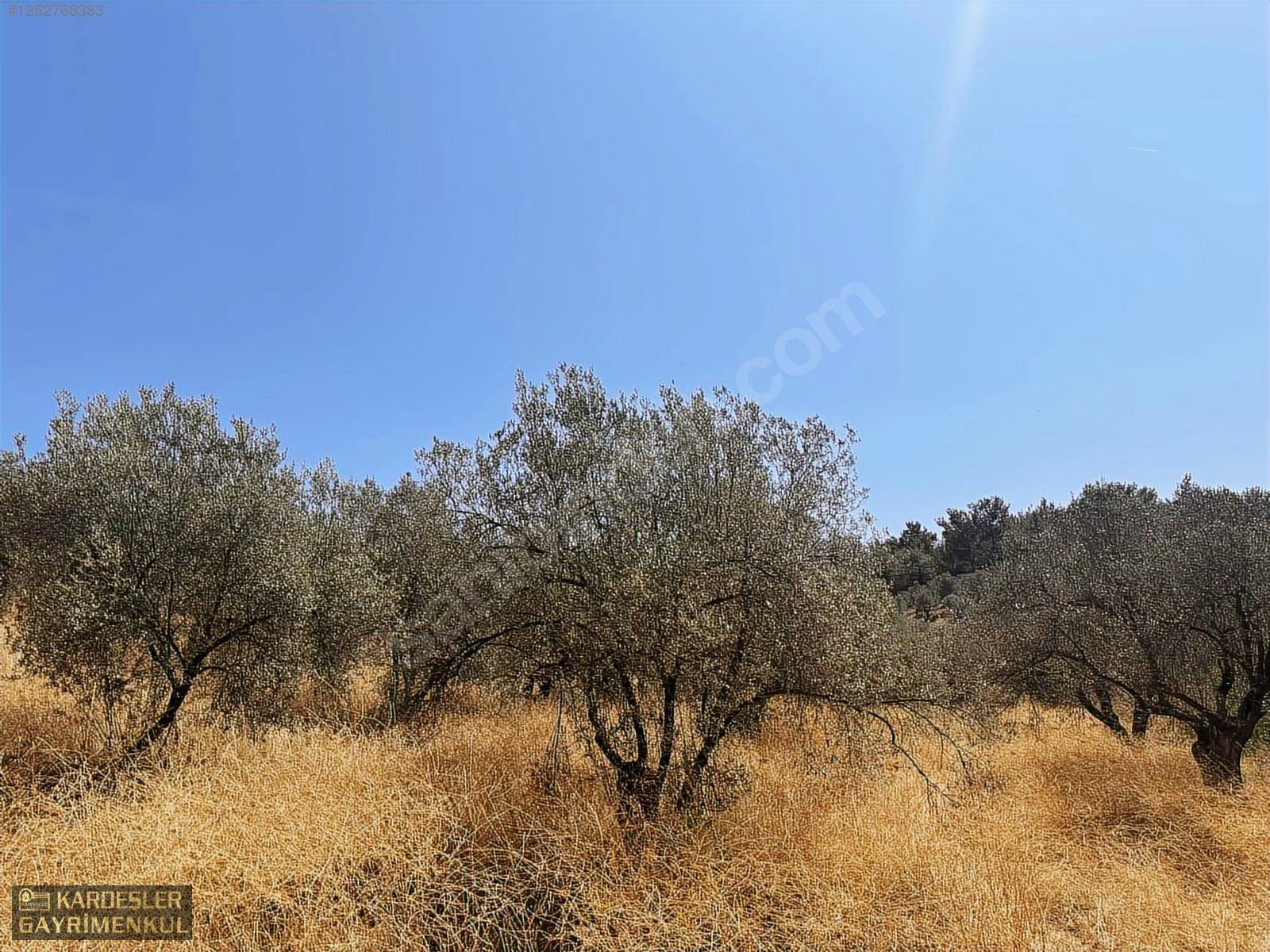 SATILIK CUMHURİYET MAHALLESİNDE TEK TAPU 4.489m2 ZEYTİNLİK - MANİSA AKHİSAR fotoğraf 16