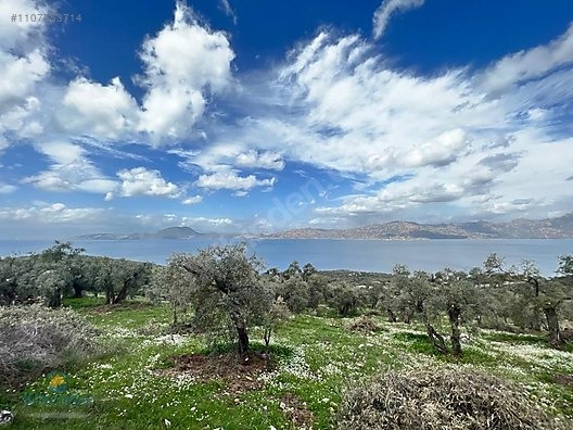 MUGLA MİLAS KARAHAYIT KOYUNDE ASFALTA SİFİR ZEYTİNLİK BAKİMLİ - MUĞLA MİLAS fotoğraf 6