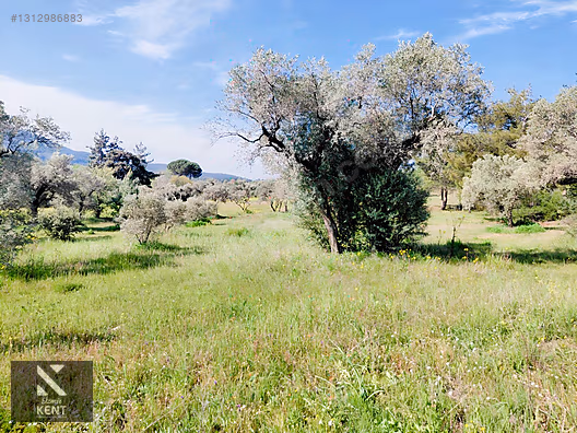 Kemalpaşa Dereköy'de Satılık 4850 m2 Bahçe - İZMİR KEMALPAŞA fotoğraf 50