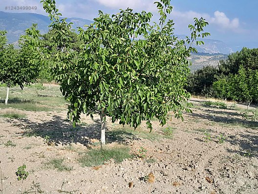 BURSA KELEŞ BELENÖREN'DE 5.270  M² BAHÇE SATILIKTIR - BURSA KELES fotoğraf 9