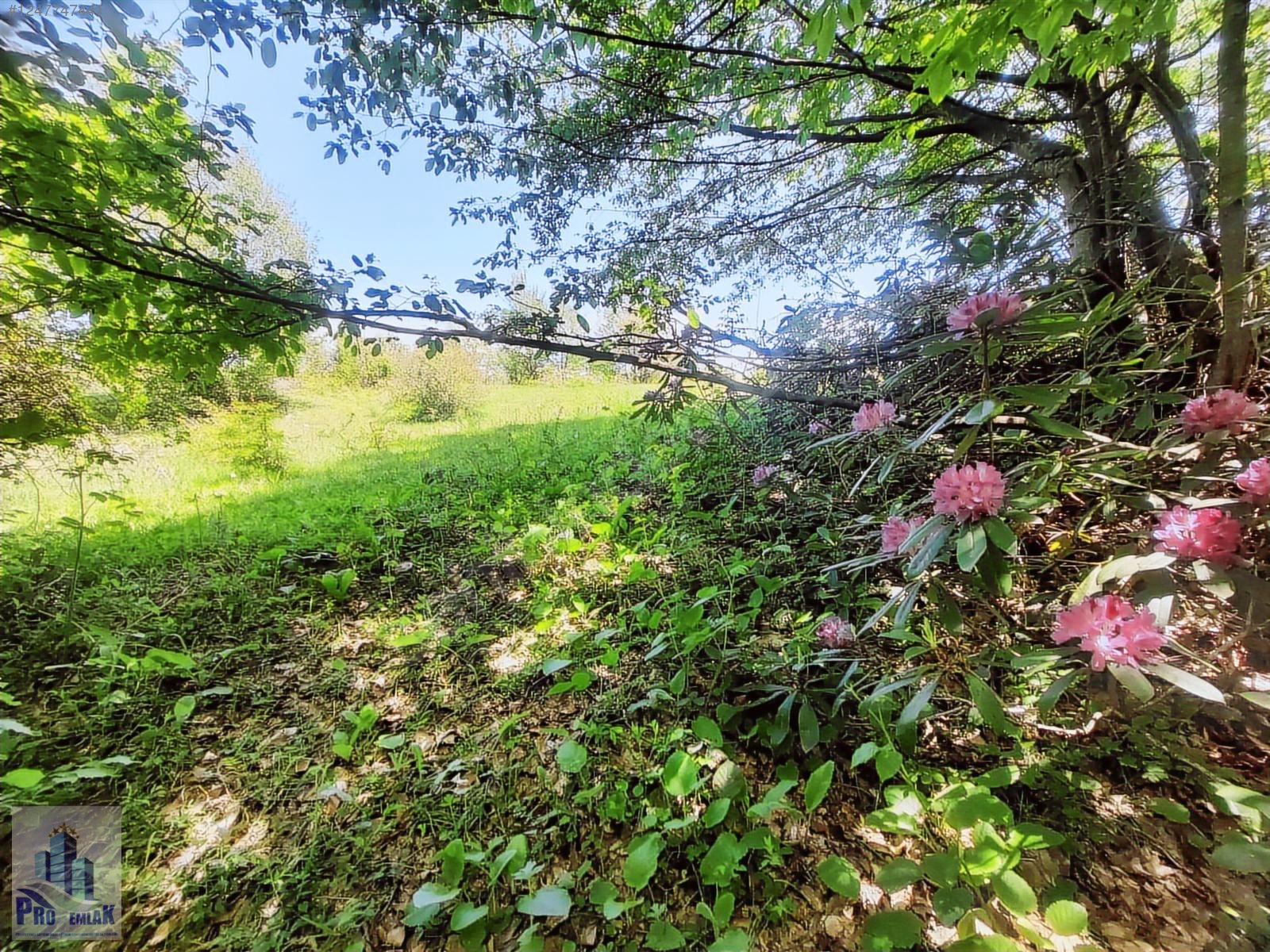 DÜZCE KAYNAŞLI YEŞİLTEPE K. TAMAMI İMARLI 17.923 M2 FIRSAT ARSA - DÜZCE KAYNAŞLI fotoğraf 2