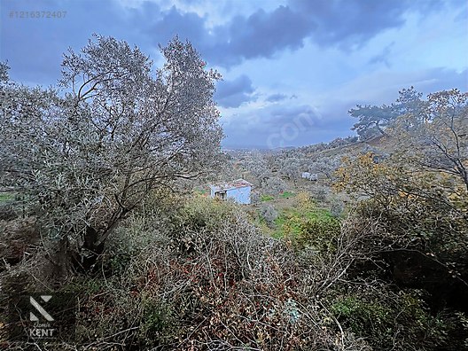 Kemalpaşa Armutlu Hürriyet Mah. Satılık 1.950 m2 Bahçe - İZMİR KEMALPAŞA fotoğraf 12