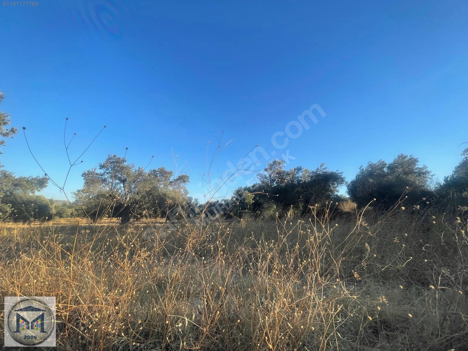 PELİTKÖY SAHİLDE İMARA 650 METRE SATILIK 6.500M2 ZEYTİNLİK - BALIKESİR BURHANİYE fotoğraf 10