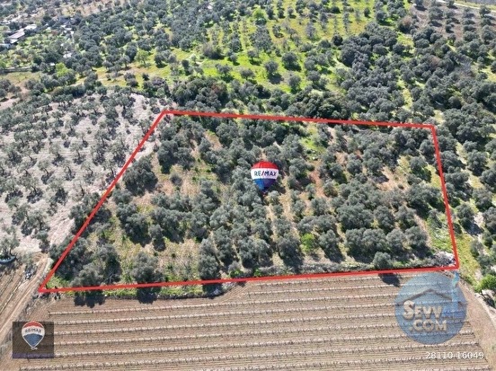 SATILIK KUŞADASI/ÇINARKÖY DE ZEYTIN VE INCIR AĞACI DIKILI BAĞ-BAHÇE - AYDIN KUŞADASI fotoğraf 2