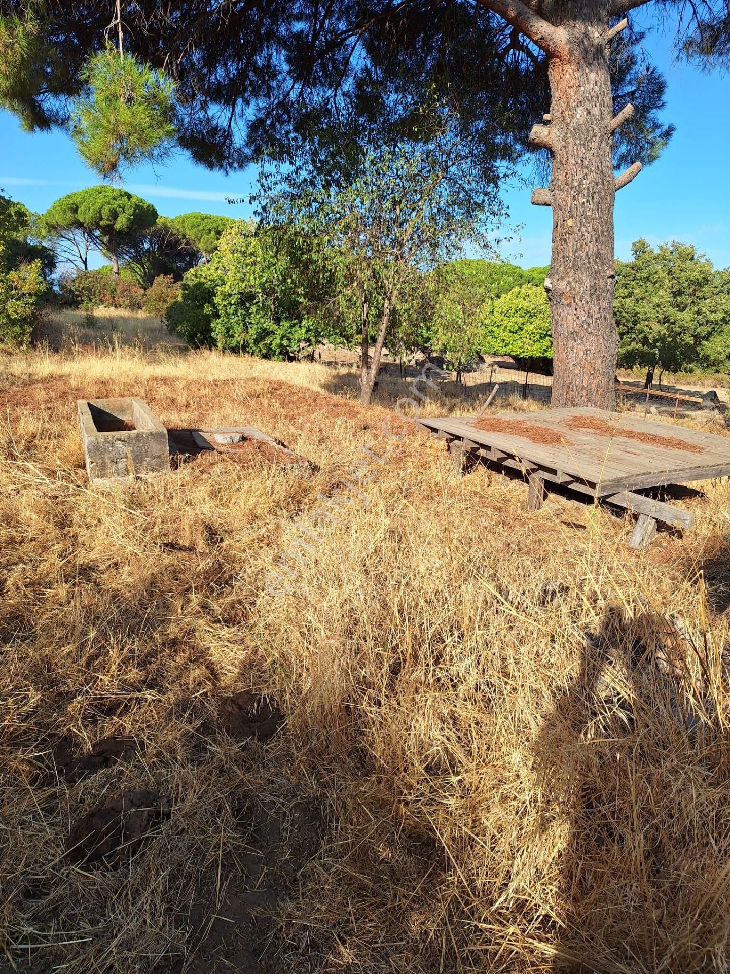 Bergama Aşağıbey Köyü Satılık Yolu Olan Tarla - İZMİR BERGAMA fotoğraf 4