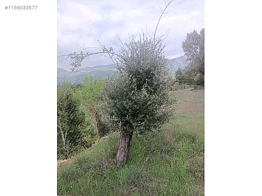 Antalya / Akseki / Erenyaka Mahallesinde  1.551 m² SATILIK ARSA  - ANTALYA AKSEKİ fotoğraf 7