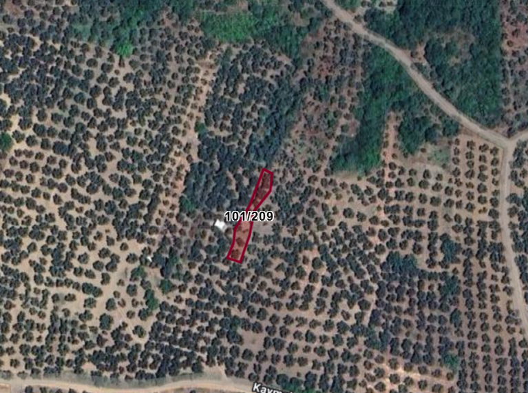 BURSA MUDANYA KAYMAKOBA  KÖYÜNDE 315 M²  ZEYTİNLİK SATILIKTIR