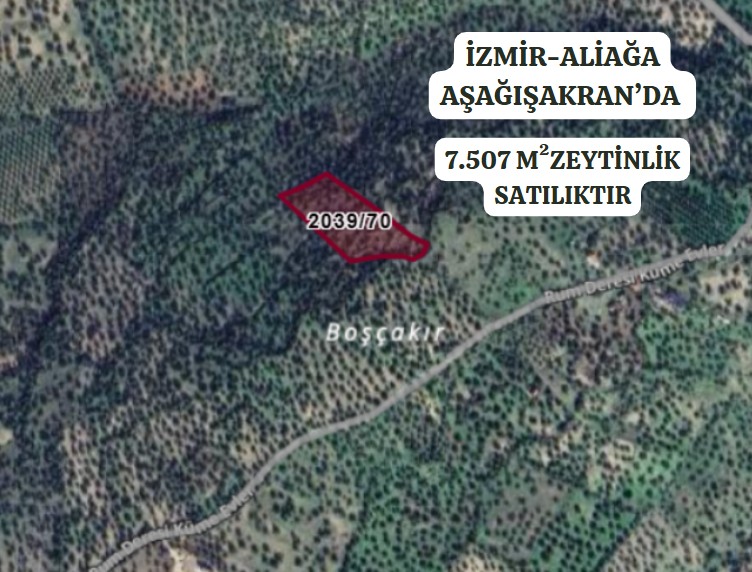 İZMİR ALİAĞA AŞAĞIŞAKRAN KÖYÜ’NDE 7.507 M² ZEYTİNLİK SATILIKTIR - İZMİR ALİAĞA fotoğraf 2