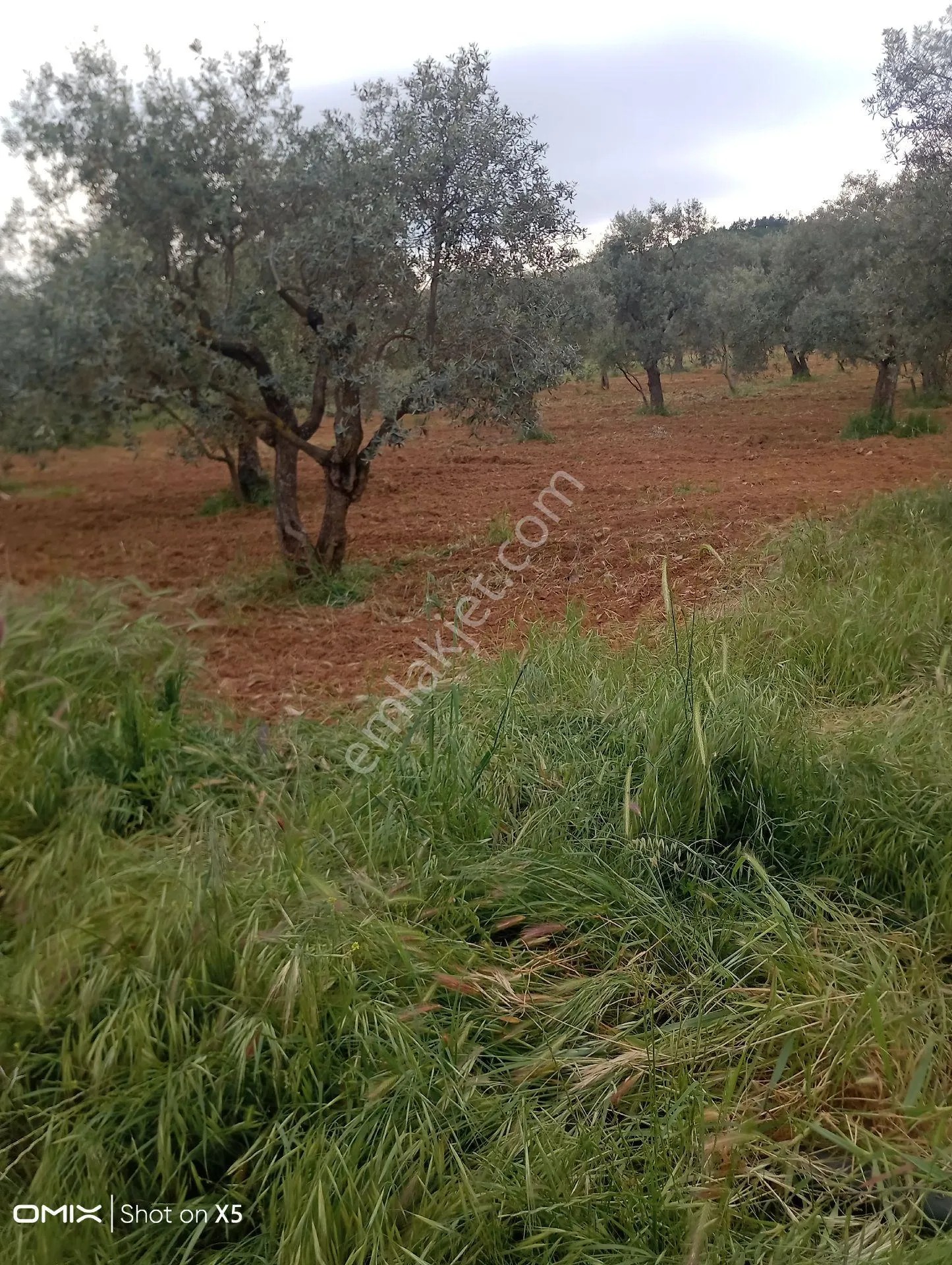 İzmir Torbalı Orman Köyde 2 Dönüm Dümdüz Zeytinlik Satılık - İZMİR TORBALI fotoğraf 4