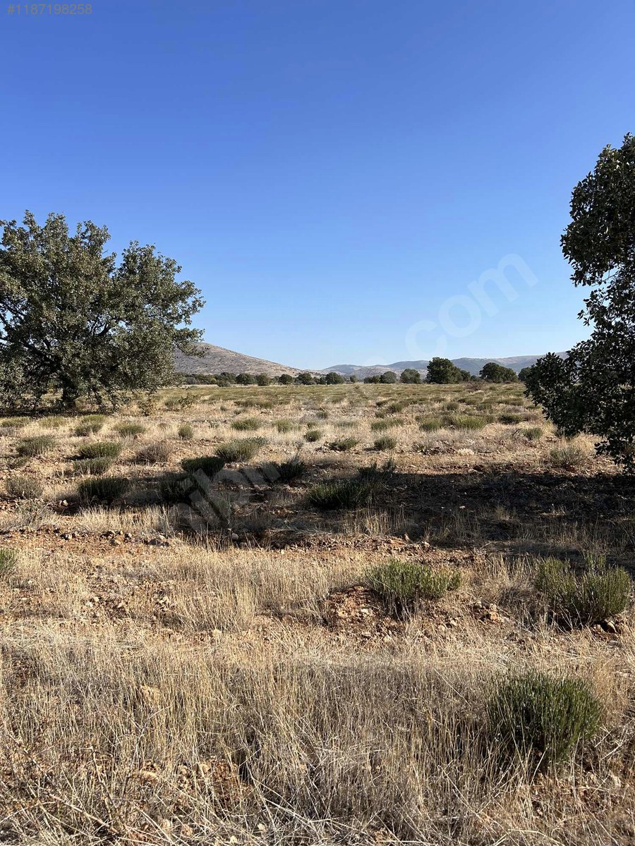 DENİZLİ BEKİLLİ YENİ  MAHALLESİNDE 5.309  M² TARLA  SATILIKTIR - DENİZLİ BEKİLLİ fotoğraf 8