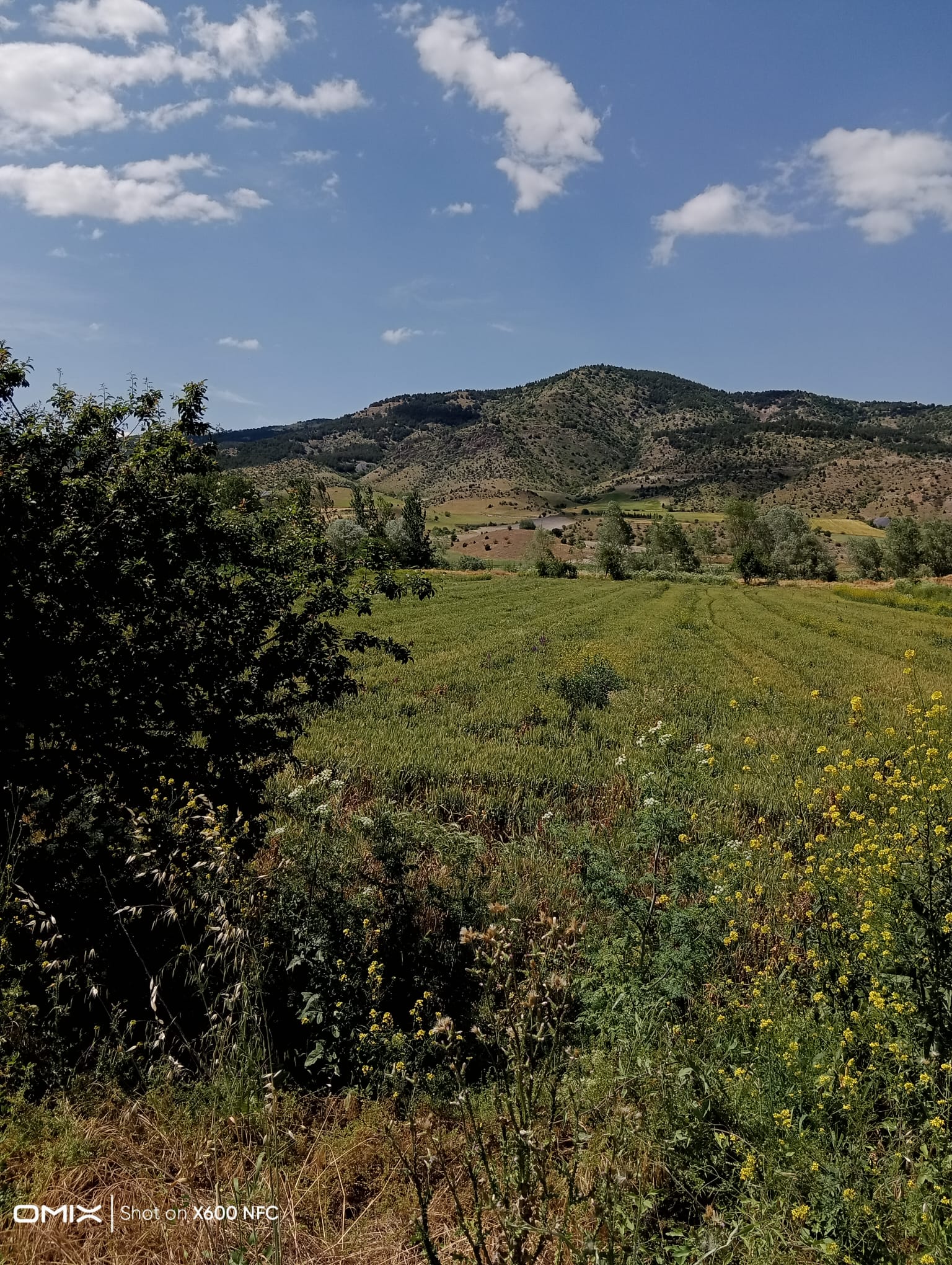 Tokat/ Turhal satlik tarla  - TOKAT TURHAL fotoğraf 2
