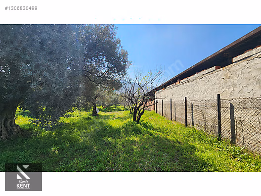 Kemalpaşa Ören Satılık Zeytinlik 1.230 m2 - İZMİR KEMALPAŞA fotoğraf 4