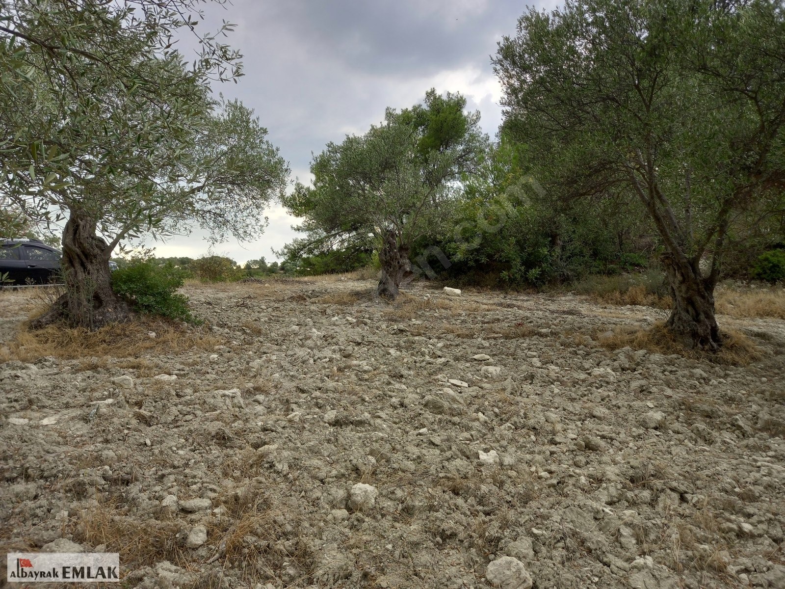 MANİSA SARUHANLI SARIÇAM DA SATILIK 3.500 M2 USLU ZEYTİNLİK - MANİSA SARUHANLI fotoğraf 6