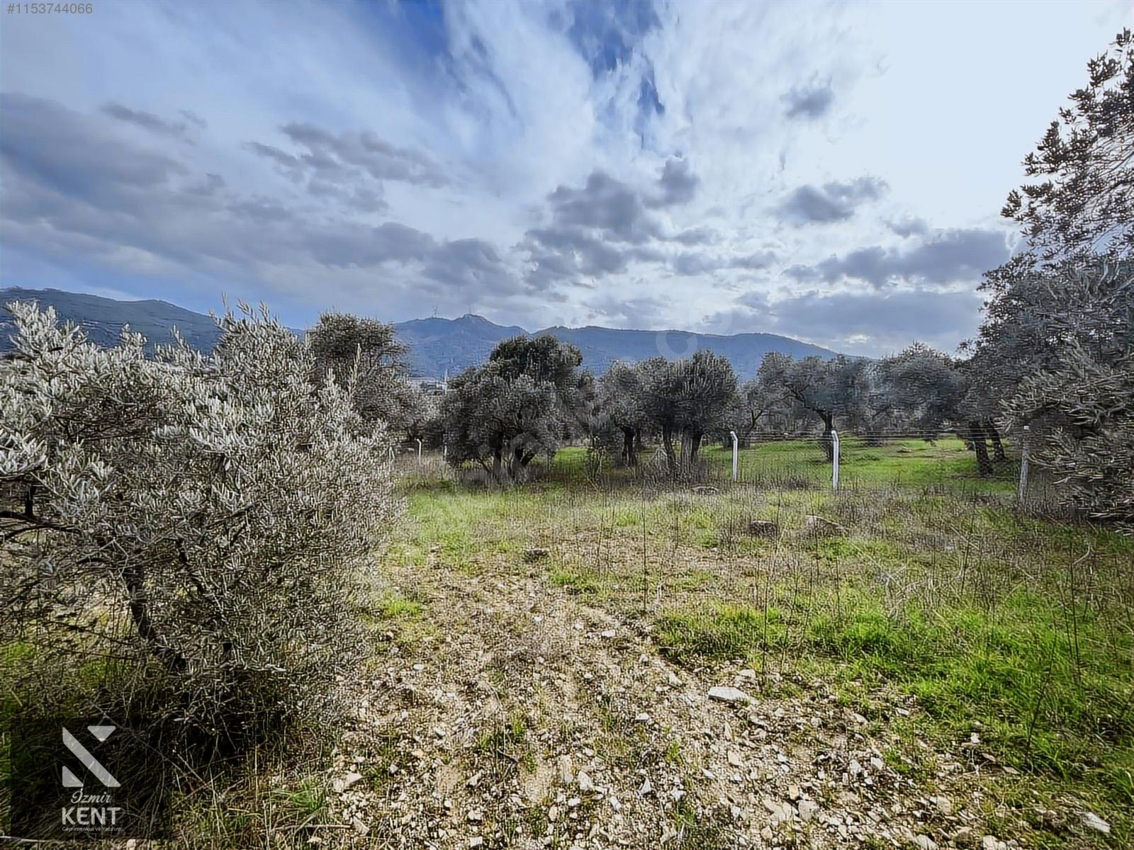 Kemalpaşa Gökyaka Satılık 2700 m2 Bahçe - İZMİR KEMALPAŞA fotoğraf 13