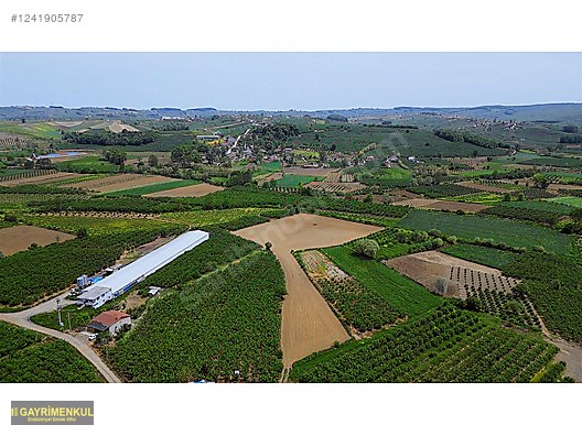 11.752 M² FIRSAT FINDIK BAHÇESİ SAKARYA KAYNARCA ZİAHMET MAH. - SAKARYA KAYNARCA fotoğraf 2