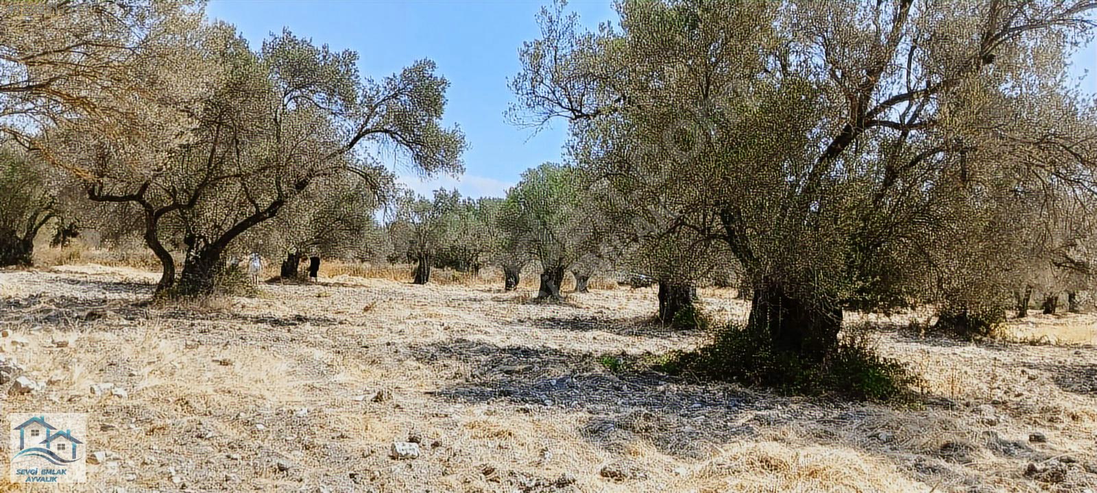 Ayvalık, Fethiye'de 5.451 m2 Satılık Zeytinlik - BALIKESİR AYVALIK fotoğraf 15