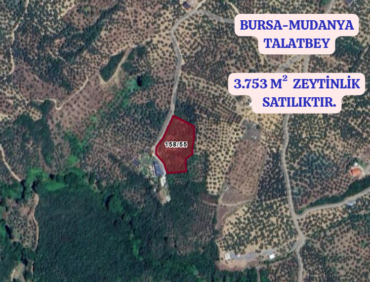 BURSA MUDANYA TİRİLYE (TALATBEY)  KÖYÜNDE 3.753 M²  ZEYTİNLİK SATILIKTIR - BURSA MUDANYA fotoğraf 2