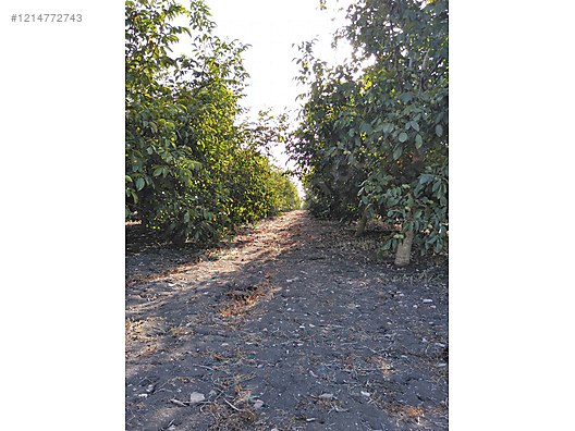 BURSA KARACABEY SUBAŞI KÖYÜNDE 6.000  M² TARLA SATILIKTIR - BURSA KARACABEY fotoğraf 5