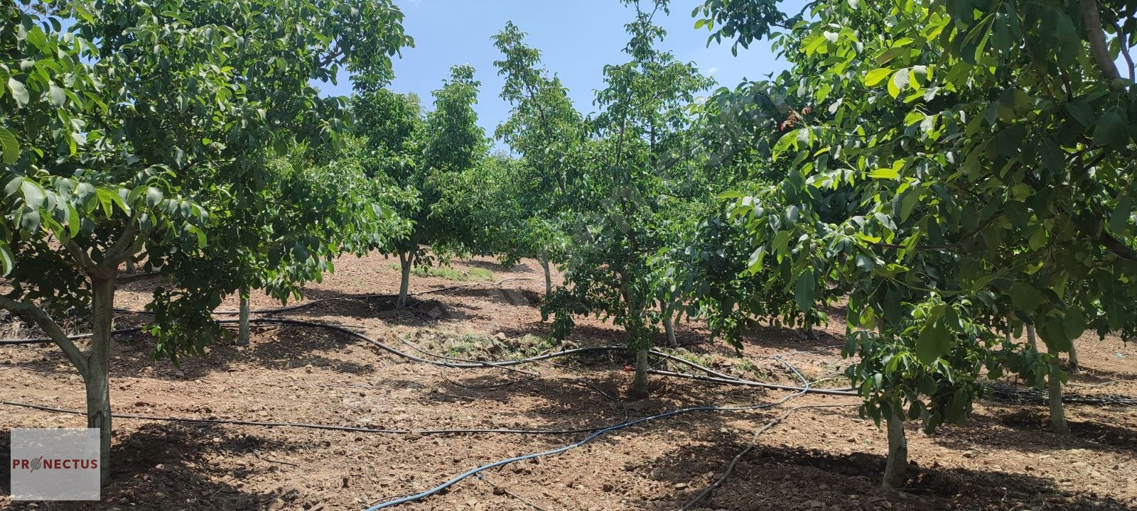 FULACIK MAHALLESİ'NDE KÖY İÇERİSİNDE 6229 M2 SATILIK ARSA - KOCAELİ KARAMÜRSEL fotoğraf 3