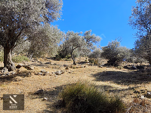 Bayındır Yusuflu Satılık 6050 m2 Zeytinlik Tek Tapu - İZMİR BAYINDIR fotoğraf 42