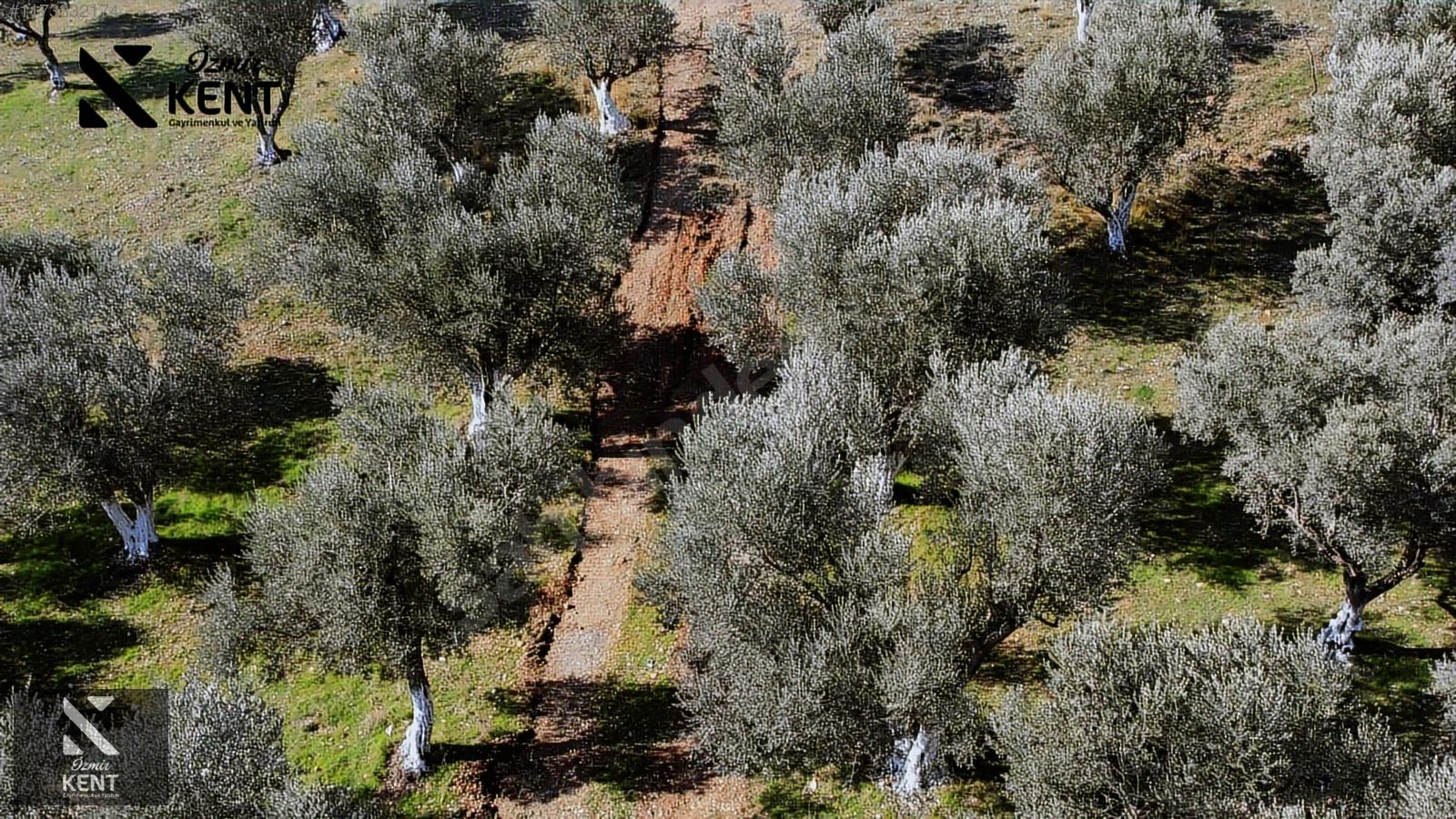 Kemalpaşa Sütçüler Satılık 11.398 m2 Bahçe - İZMİR KEMALPAŞA fotoğraf 34
