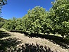 BURSA KELEŞ IDENİZLER 1.450  M²  TARLA  SATILIKTIR. - BURSA KELES fotoğraf 2