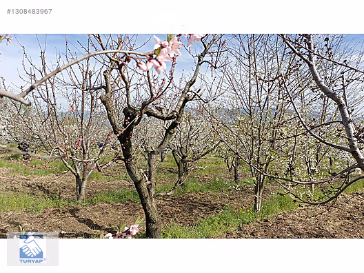 Kemalpaşa M.Akif Ersoy Mah. Satılık 4202m2 Bahçe - İZMİR KEMALPAŞA fotoğraf 18