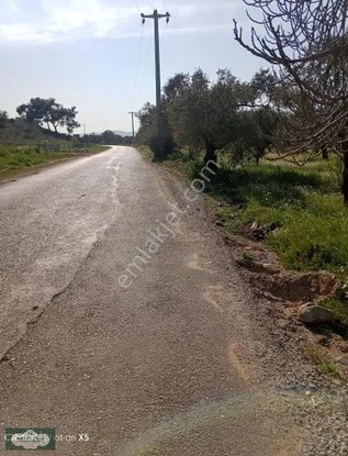 İzmir Torbalı Karakızlar Köyünde 5.500m2 Zeytinlik Satılık