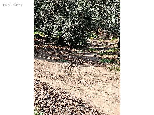 BURSA MUDANYA KAYMAKOBA  KÖYÜNDE 315 M²  ZEYTİNLİK SATILIKTIR - BURSA MUDANYA fotoğraf 12