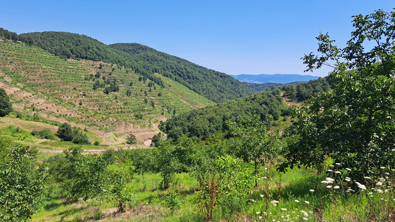 8400 M2 12 YAŞINDA CEVİZ BAHÇESİ - YALOVA ALTINOVA fotoğraf 9