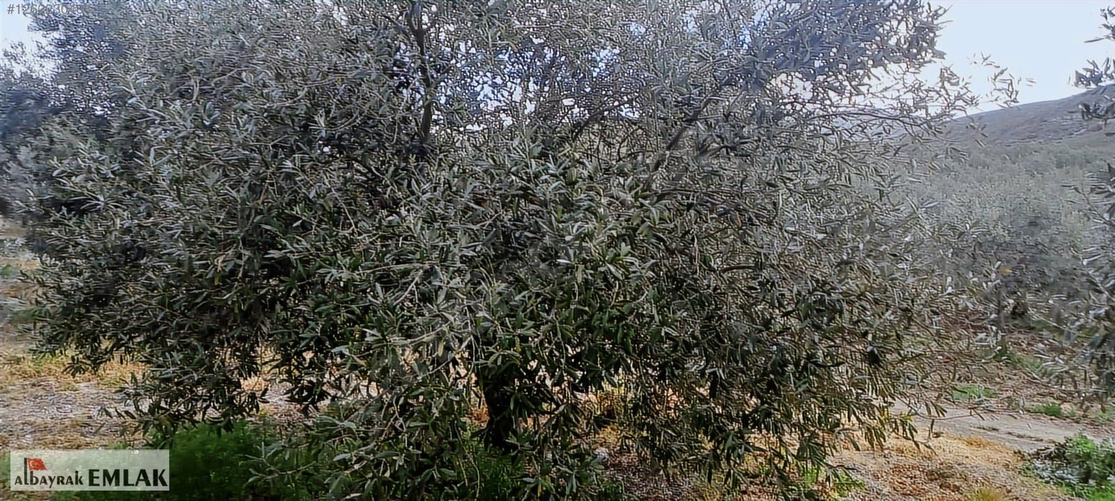 AKHİSAR RAHMİYE DE KÖYE YAKIN 3.DÖNÜM ZEYTİNLİK 1.500.000 TL - MANİSA AKHİSAR fotoğraf 2
