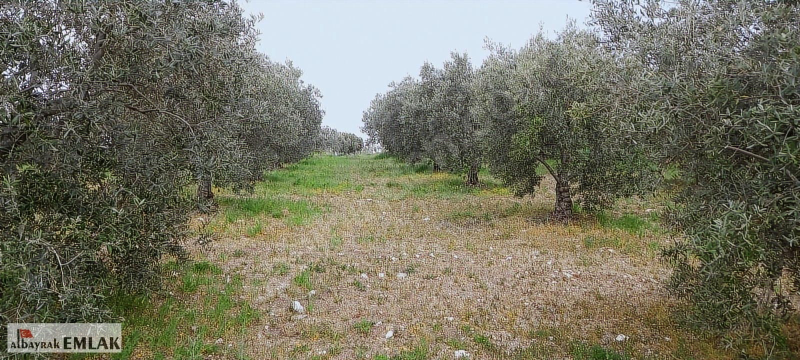 AKHİSAR RAHMİYE DE KÖYE YAKIN 3.DÖNÜM ZEYTİNLİK 1.500.000 TL - MANİSA AKHİSAR fotoğraf 14