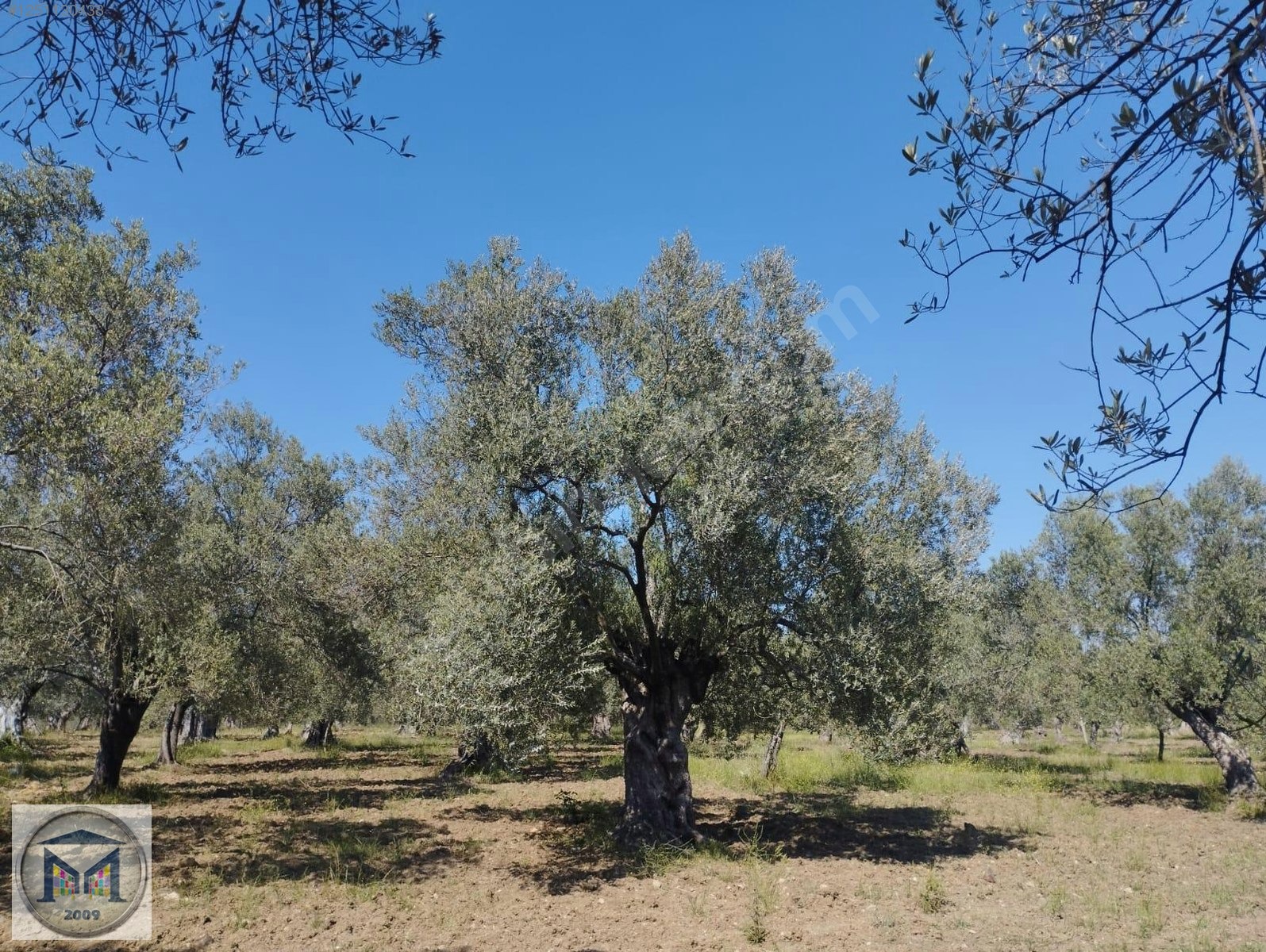 HAVRAN HAMAMBAŞI SATILIK 4.300 M2 ZEYTİNLİK - BALIKESİR HAVRAN fotoğraf 17