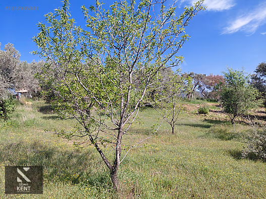 Kemalpaşa Dereköy'de Satılık 4850 m2 Bahçe - İZMİR KEMALPAŞA fotoğraf 14