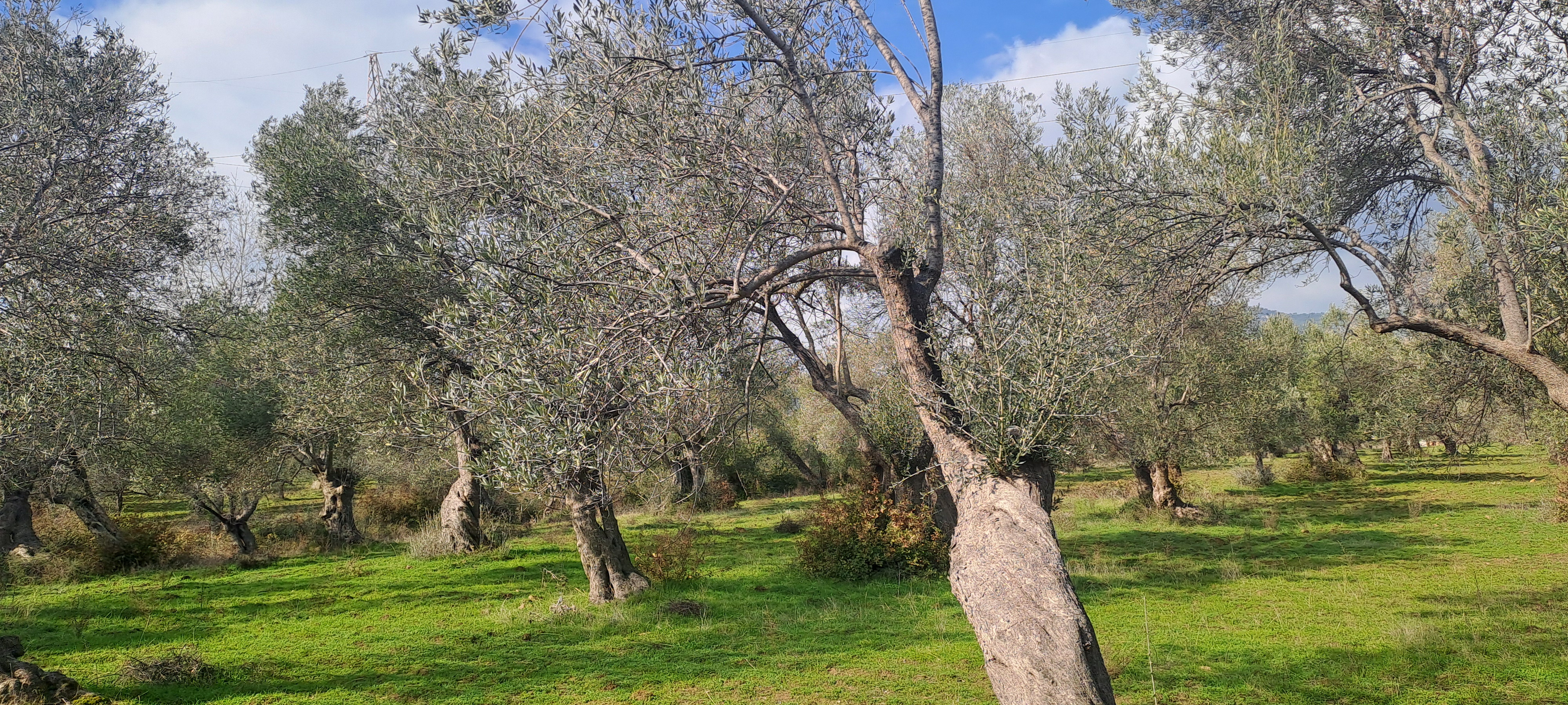 HAKANOĞLU GROUP'TAN TUZCUMURAT MAH. SATILIK ZEYTİNLİK - BALIKESİR EDREMİT fotoğraf 16