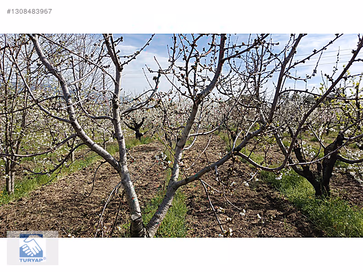 Kemalpaşa M.Akif Ersoy Mah. Satılık 4202m2 Bahçe - İZMİR KEMALPAŞA fotoğraf 4